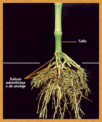 Ilustración del sistema radicular de una plántula de maíz, mostrando raíces seminales y adventicias.
