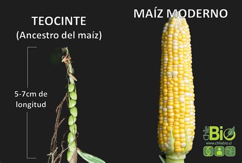 Comparación de Teosinte, el pariente silvestre del maíz, y una mazorca de maíz moderno, mostrando la evolución a través de la selección artificial.