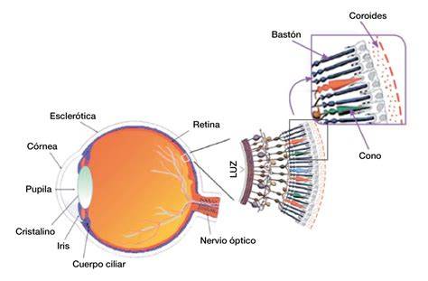 Esquema del ojo con la retina y vasos sanguíneos.