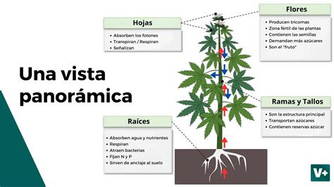 Esquema de las partes de una planta de cannabis y sus necesidades nutricionales