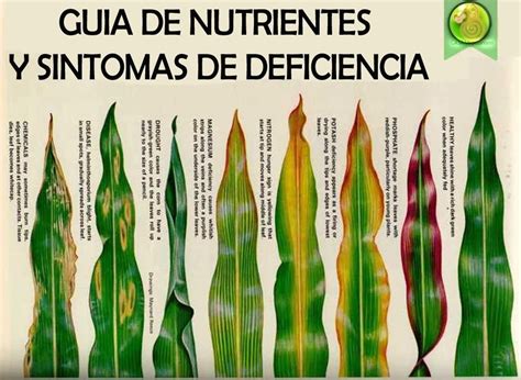 Tabla comparativa de síntomas de deficiencias y excesos nutricionales en cannabis