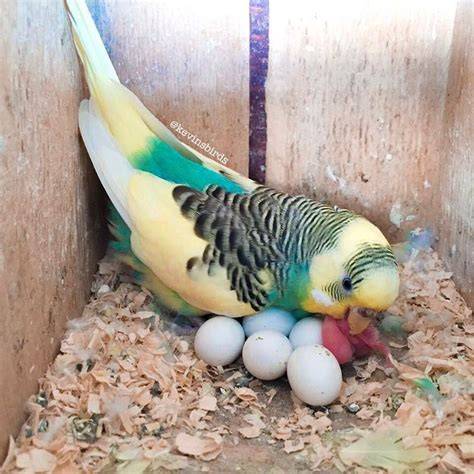 fotografía de huevos de periquito australiano en nido