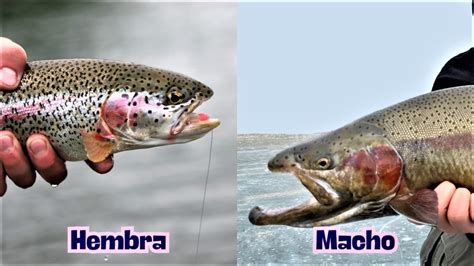 Fotografía comparativa de un ejemplar macho frente a una hembra mostrando las diferencias en la aleta dorsal y la redondez abdominal.