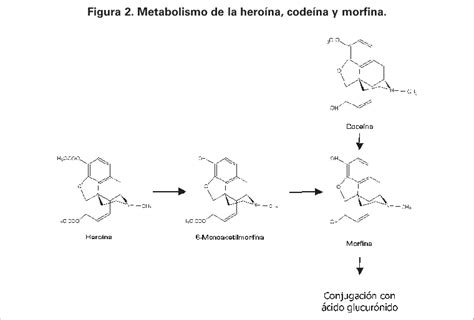 Esquema del metabolismo de la codeína a morfina por la enzima CYP2D6 y variaciones genéticas