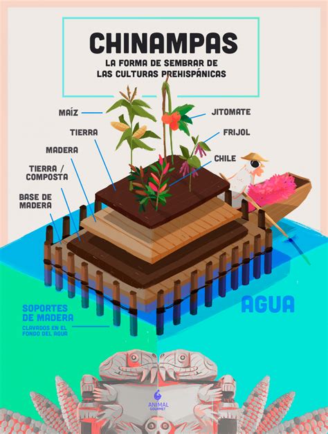 Infografía sobre los materiales y la construcción de una chinampa tradicional