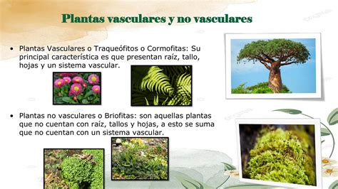 Ilustración de las plantas vasculares de las chinampas