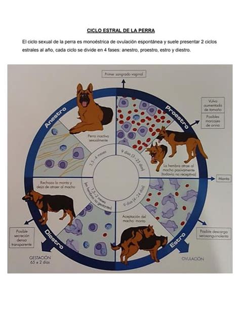Diagrama del ciclo estral de la perra con sus fases y cambios hormonales