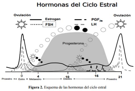 Gráfico comparativo de niveles de LH y Progesterona durante el ciclo estral de la perra