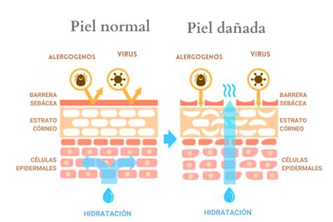 Infografía comparativa: cómo la película lipídica evita la deshidratación cutánea a lo largo del día
