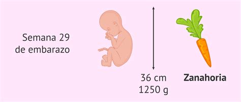 Ilustración del feto de 29 semanas de gestación, mostrando su tamaño y proporciones.