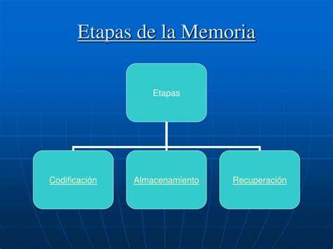 Esquema de las tres etapas de la memoria: codificación, almacenamiento y evocación.