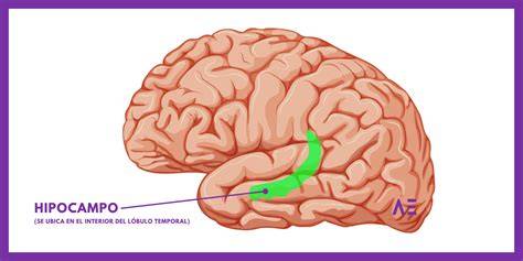 Ilustración de las áreas cerebrales clave en la memoria, destacando el hipocampo y el tálamo.