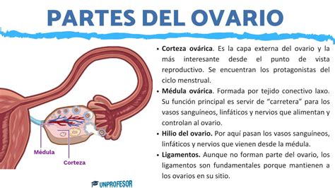 Esquema anatómico mostrando la torsión del ovario sobre sus ligamentos y la interrupción del flujo sanguíneo.