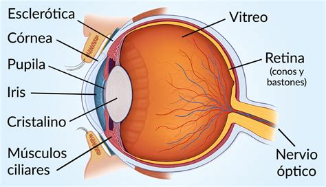 Esquema del ojo humano con partes principales