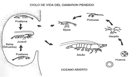 Esquema del ciclo de vida del camarón fantasma, mostrando huevos, larvas y etapas juveniles.