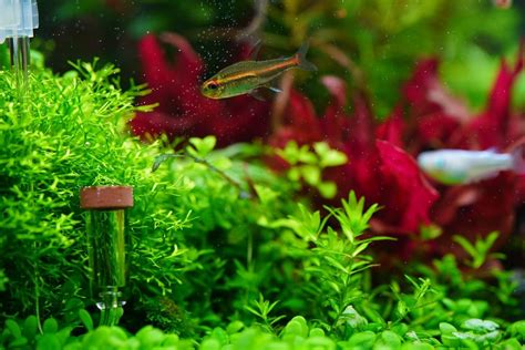Ilustración de un acuario de cría con plantas finas y un filtro de esponja.