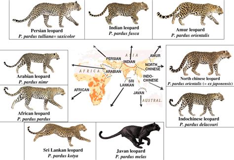 Mapa que muestra la distribución geográfica de la subespecie de leopardo de Sri Lanka y el hábitat del lince ibérico en la Península Ibérica.