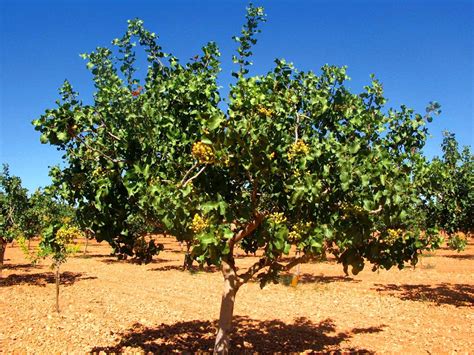 Foto: Pistachero joven en floración