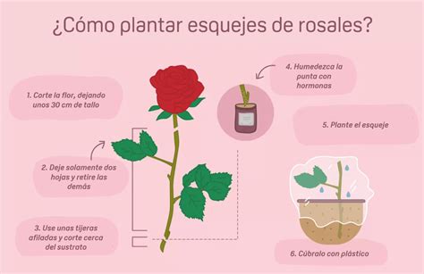 Infografía detallada de los pasos para tomar y plantar esquejes de Cordyline fruticosa