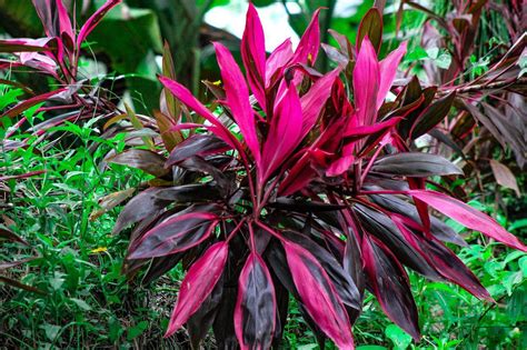 Fotografía ilustrativa de una Cordyline fruticosa madura siendo dividida en varias plantas más pequeñas