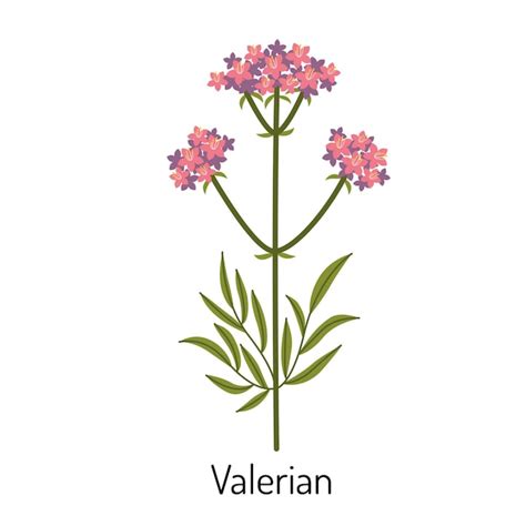 Ilustración detallada de plantas medicinales como la valeriana y la pasiflora