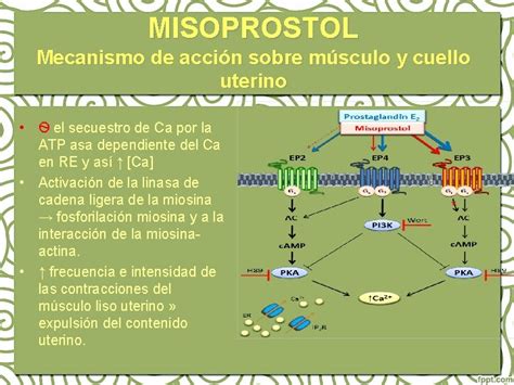 Esquema sobre la acción del misoprostol en el organismo: receptores EP3 y respuesta en el útero y estómago