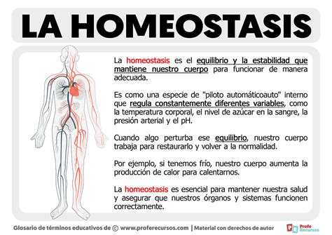 Esquema de las funciones renales y su impacto en la homeostasis del organismo