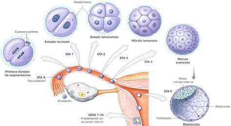 Diagrama de la mórula transformándose en blástula o blastocisto y su implantación
