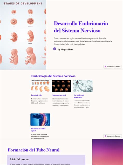 Ilustración del desarrollo embrionario del sistema nervioso