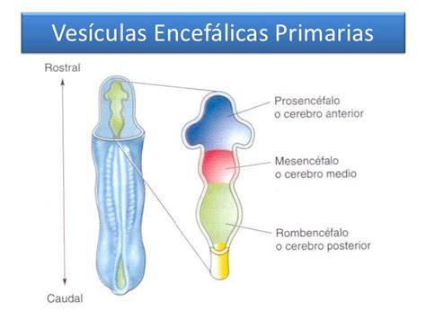Esquema de las vesículas encefálicas primarias y secundarias