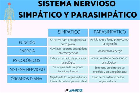 Infografía comparativa de las funciones del sistema nervioso simpático y parasimpático