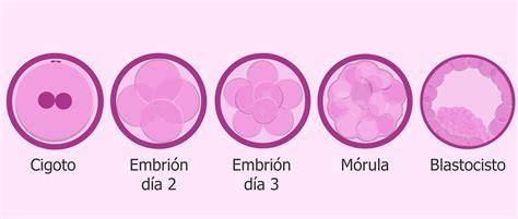 Ilustración de las etapas de mórula y blastocisto en el desarrollo embrionario temprano.