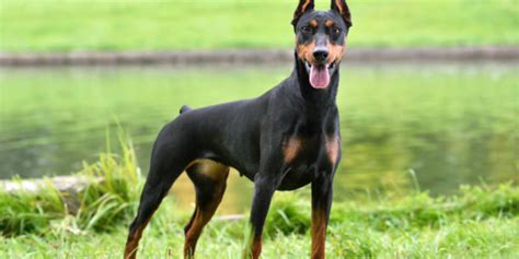 Doberman adulto de pie en una postura elegante y atenta