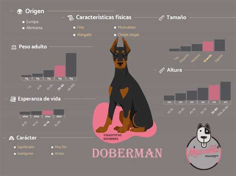 Infografía detallando las medidas estándar de un Doberman