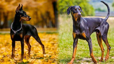 Doberman con orejas y cola naturales, contrastado con uno con orejas y cola cortadas