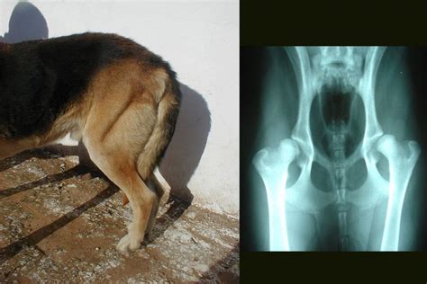 Ilustración de un perro con las zonas afectadas por displasia de cadera o codo