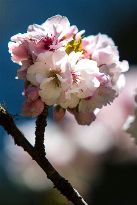 Fotografía detallada de una flor de cerezo en plena primavera.