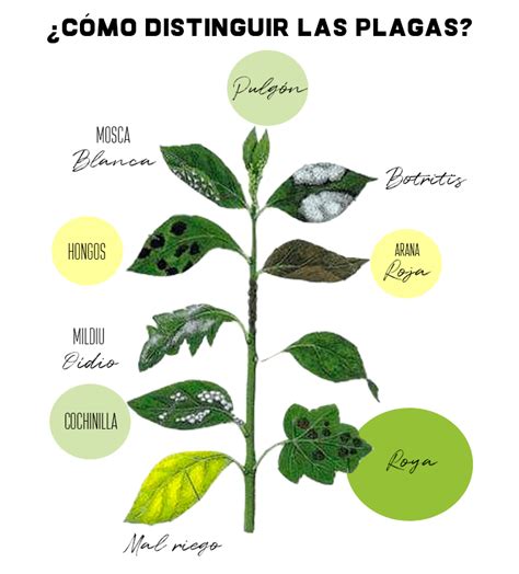 Esquema de una planta con plagas y la aplicación de tierra de diatomeas