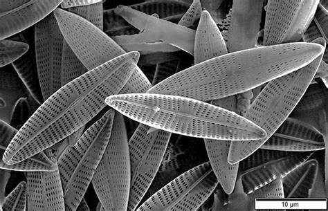 Micrografía de varias diatomeas mostrando sus diversas formas