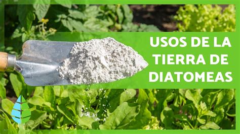 Infografía mostrando los beneficios de la tierra de diatomeas en el suelo y las plantas