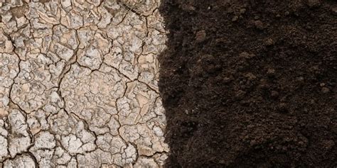 Esquema que muestra la diferencia entre un suelo degradado por químicos y un ecosistema de suelo regenerado con vida microbiana