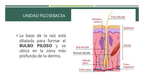 Ilustración esquemática de la unidad pilosebácea y los factores que contribuyen al desarrollo del acné.