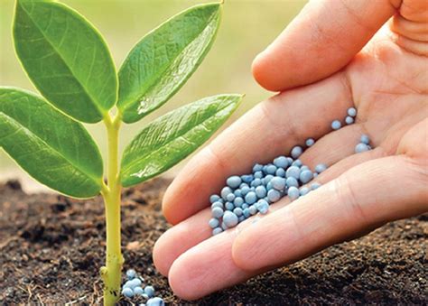 Guía de aplicación de fertilizantes granulados en el suelo
