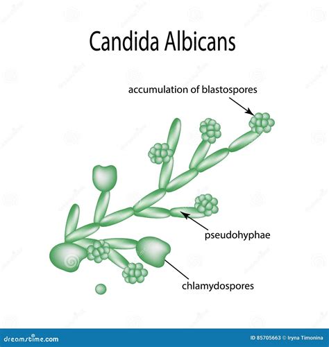 Representación gráfica del hongo Candida albicans