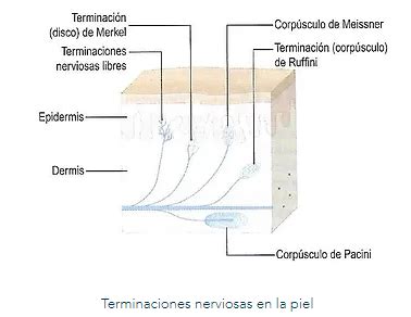 Esquema de las terminaciones nerviosas en los pezones y su conexión con el cerebro.