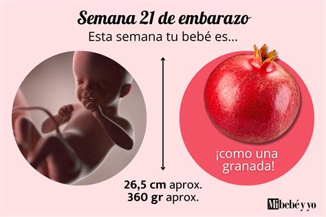 Infografía del tamaño del bebé en la semana 21 de gestación comparado con una zanahoria