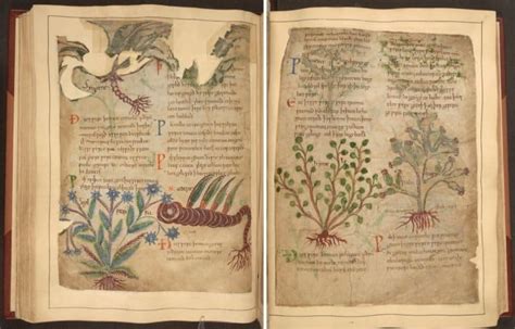 Ilustración de manuscrito antiguo con representaciones de plantas medicinales