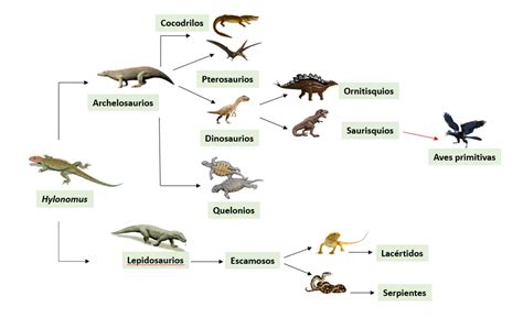 Esquema evolutivo que muestra la transición de los reptiles basales a los principales grupos de dinosaurios y su diversificación en el Mesozoico.