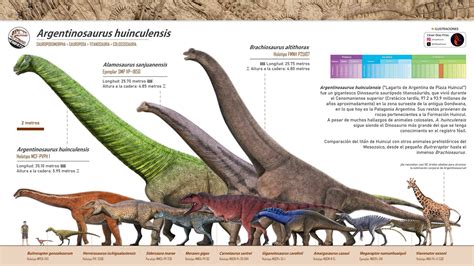 Infografía comparativa de tamaños entre diferentes especies de terópodos y saurópodos para mostrar la escala masiva de estos animales.