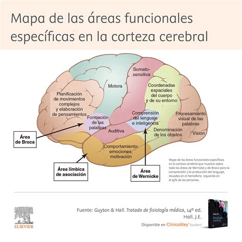 Diagrama que muestra las diferentes áreas del cerebro y su vulnerabilidad selectiva a la hipoxia-isquemia.